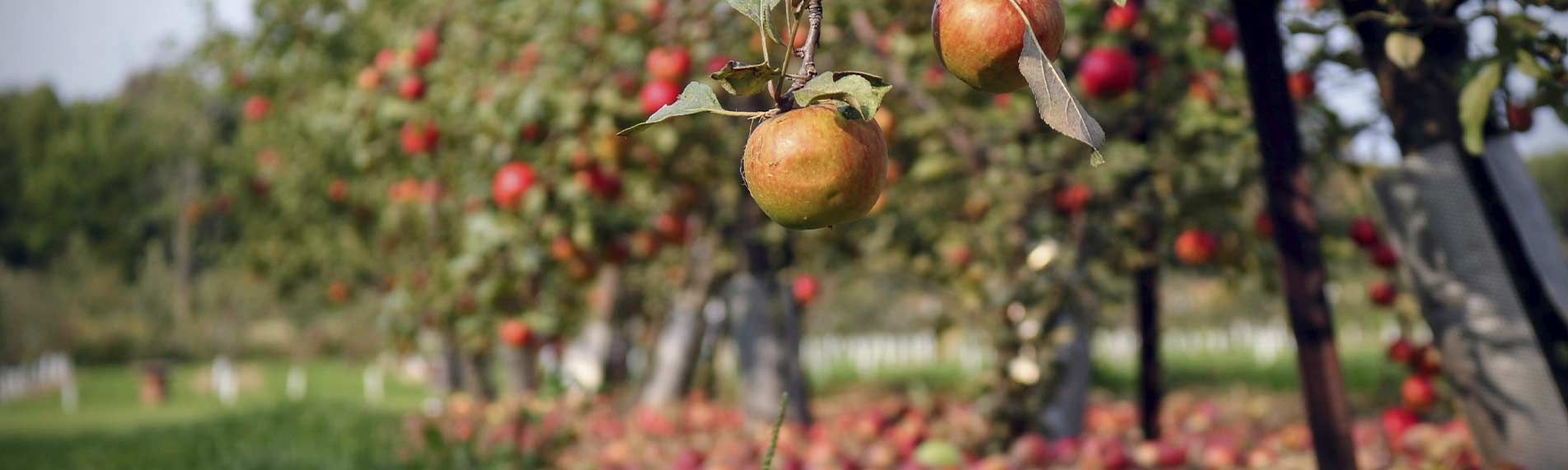 Proceso de elaboración de la sidra